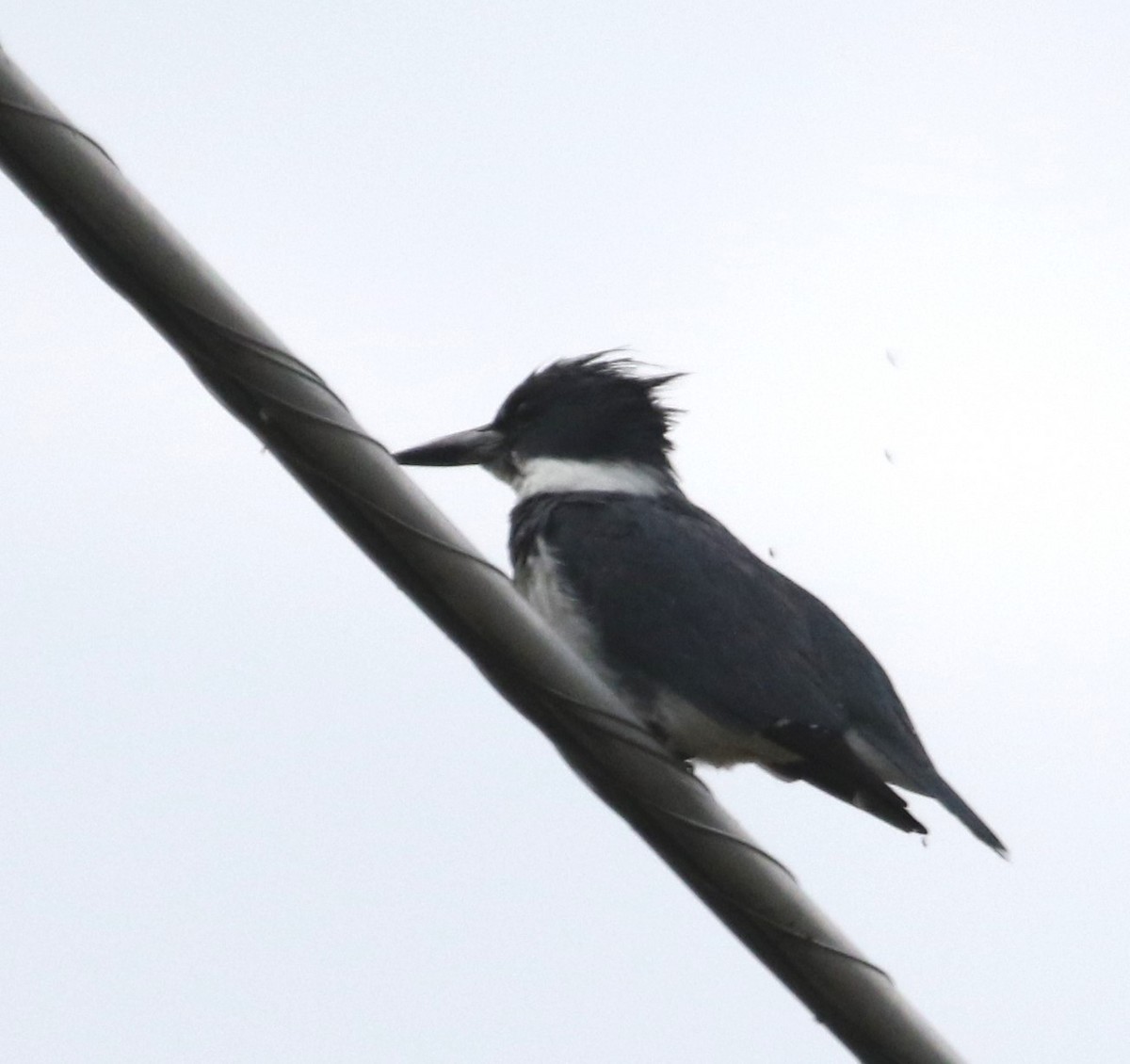 Belted Kingfisher - ML618594477