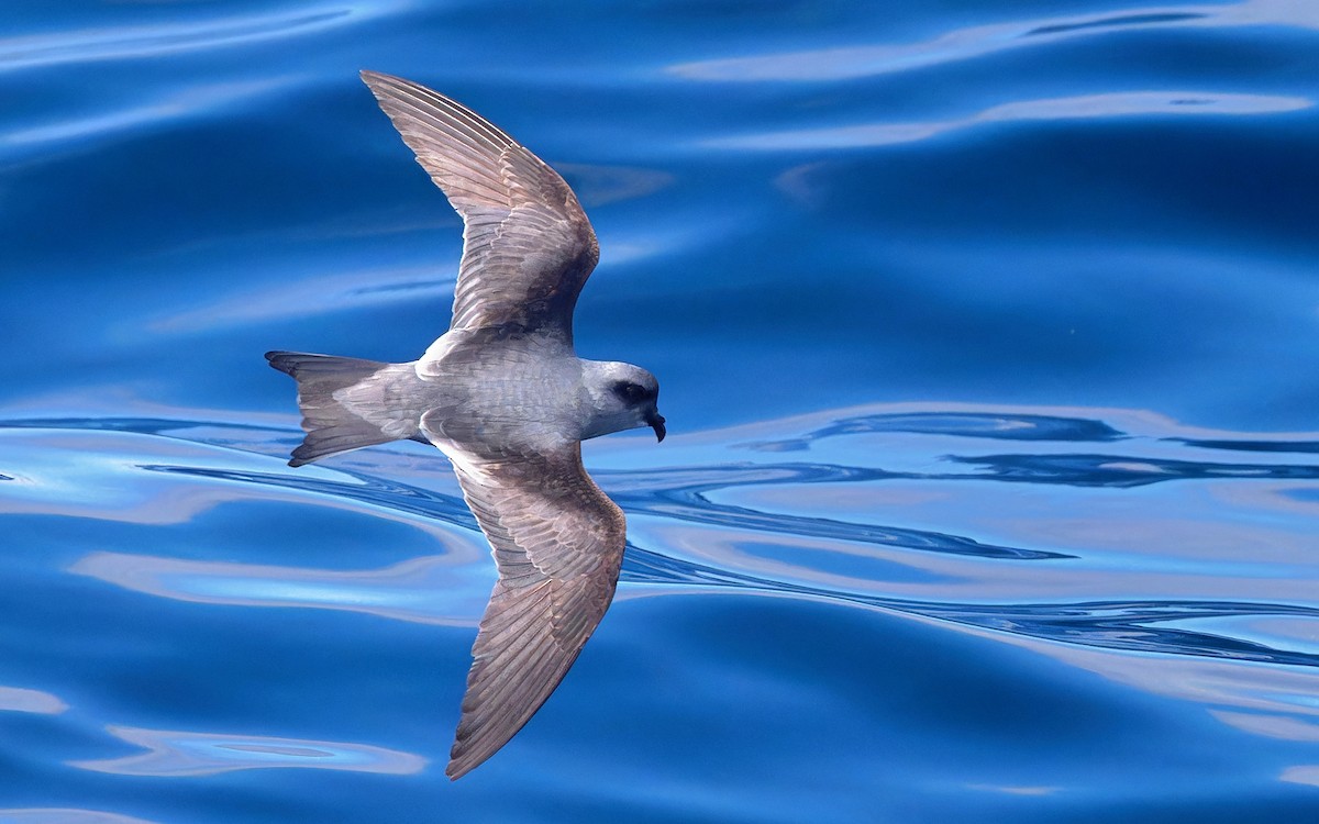 Fork-tailed Storm-Petrel - ML618594478