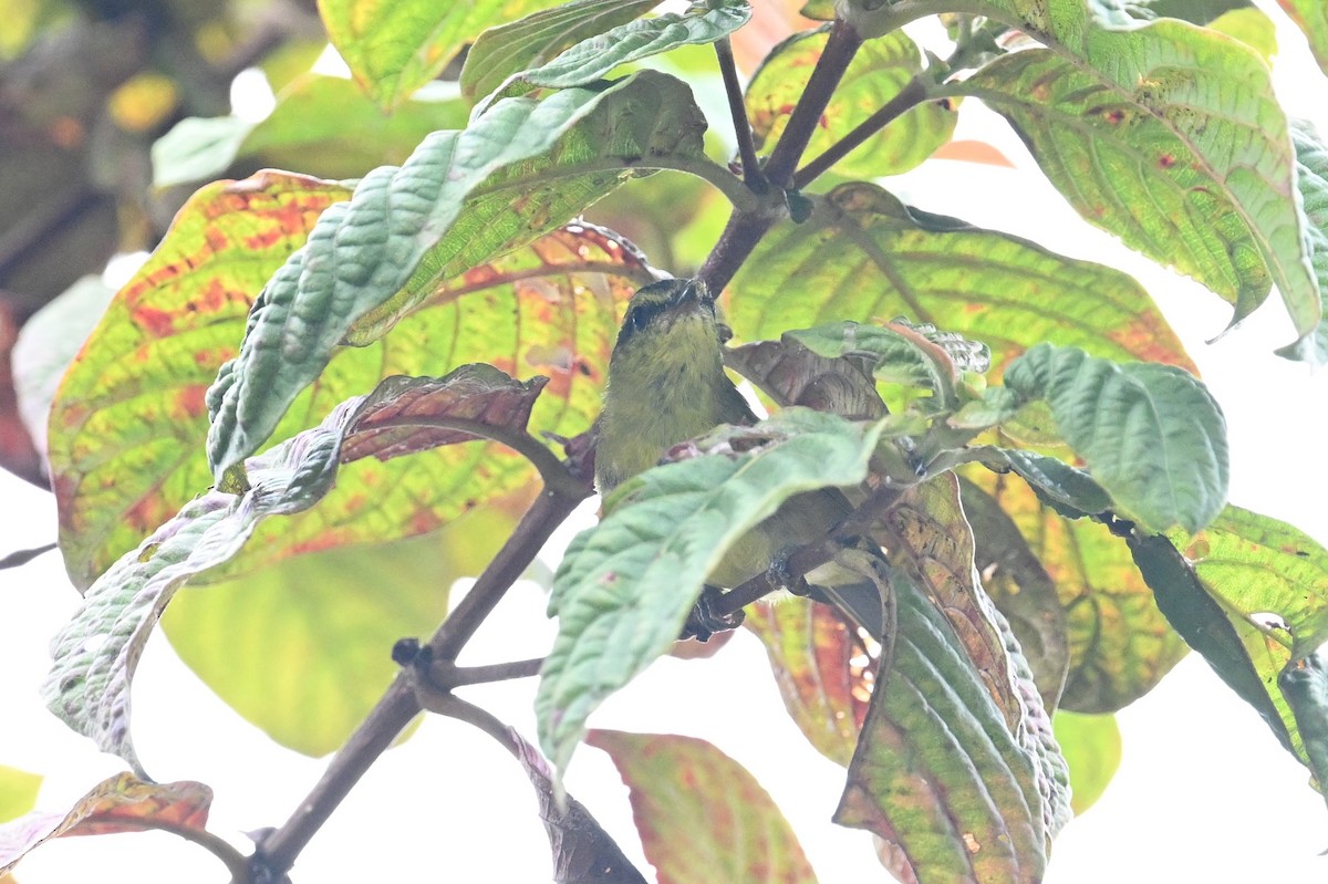 Mountain Leaf Warbler - ML618594484