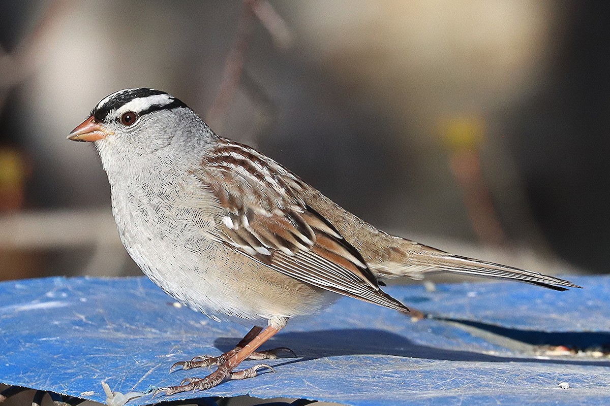 White-crowned Sparrow - ML618594491