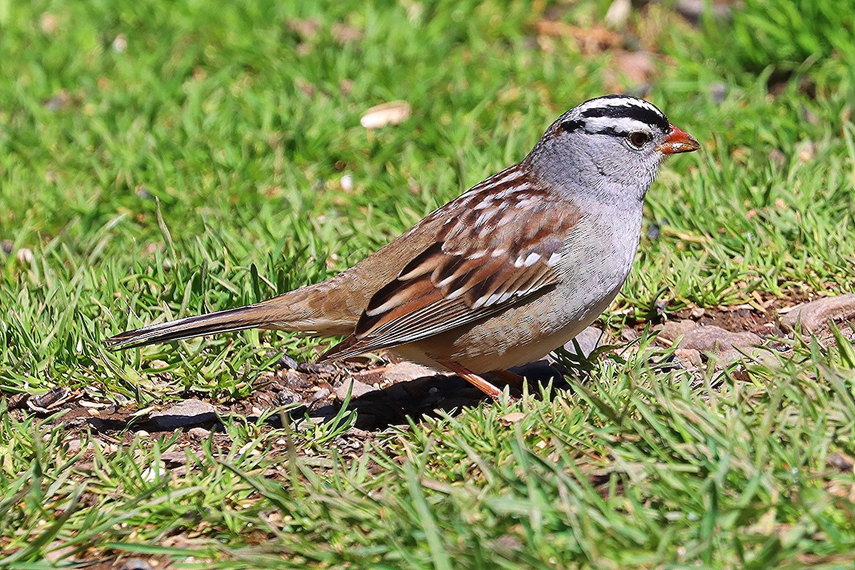 White-crowned Sparrow - ML618594497