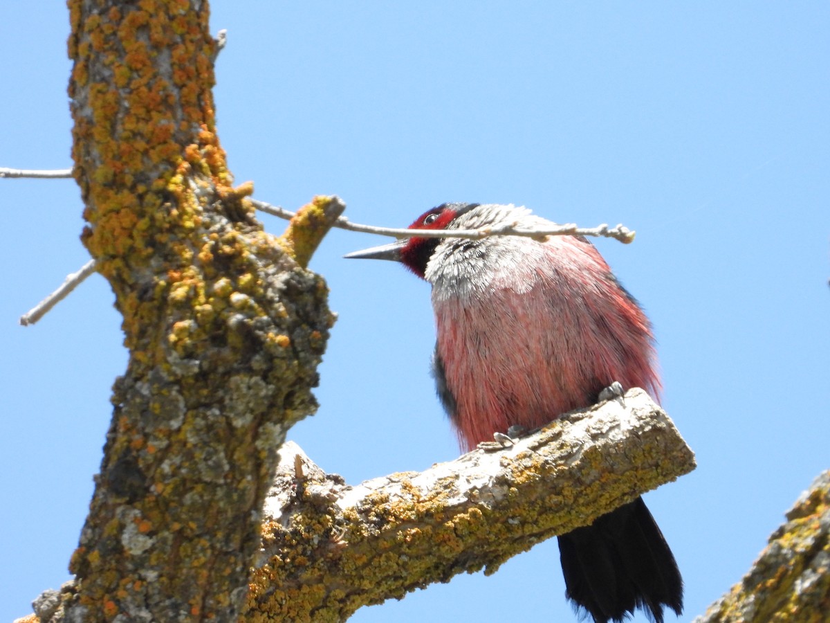 Lewis's Woodpecker - Bill Holland