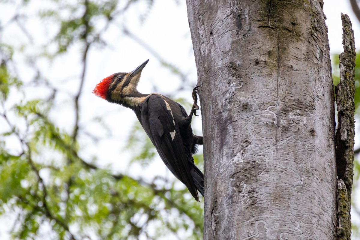 Pileated Woodpecker - Gina Foster