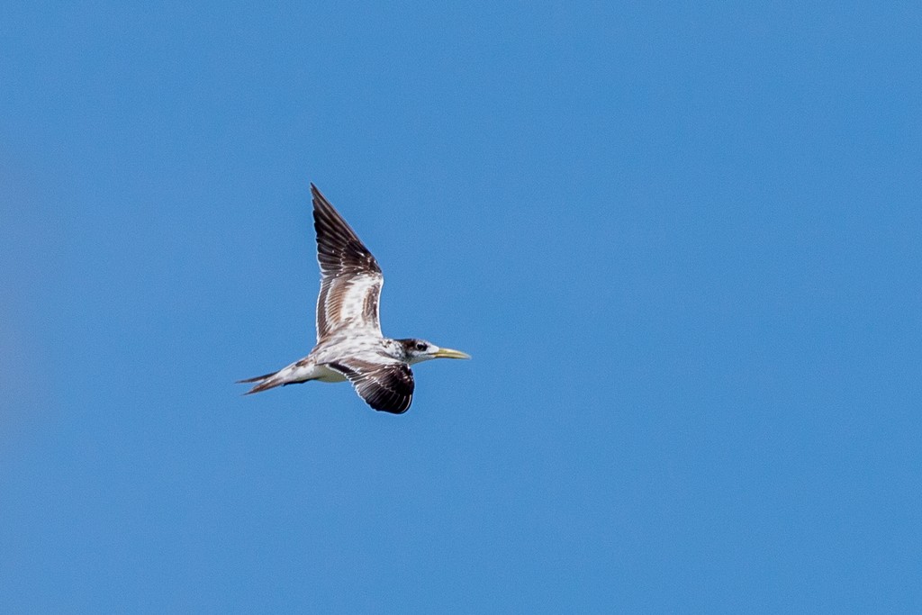Great Crested Tern - ML618594607