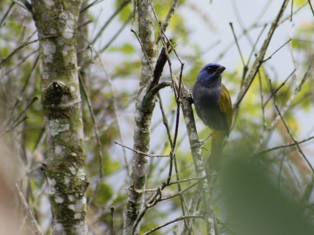 Blue-capped Tanager - ML618594620