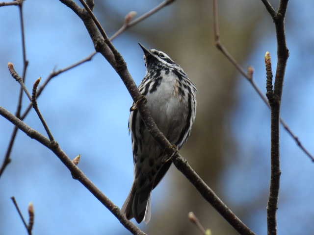 Black-and-white Warbler - ML618594637