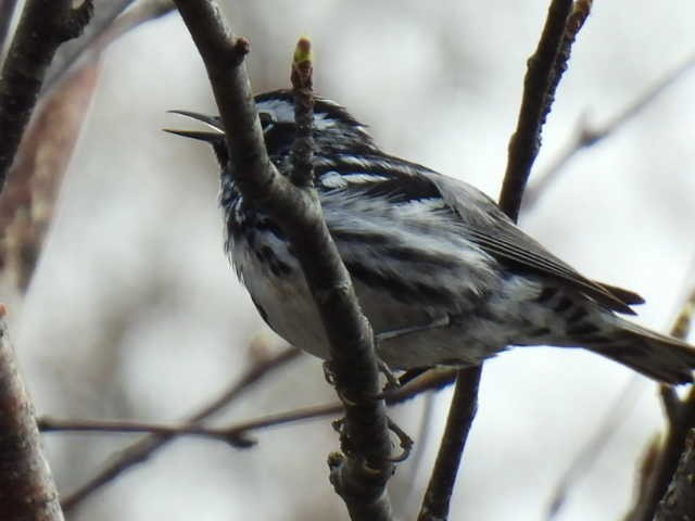 Black-and-white Warbler - ML618594638