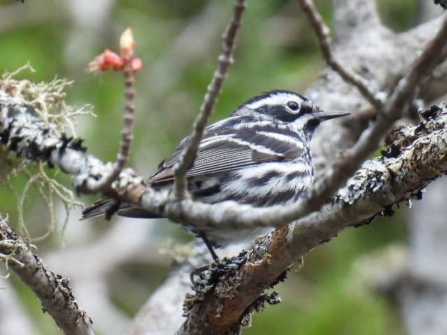 Black-and-white Warbler - ML618594639