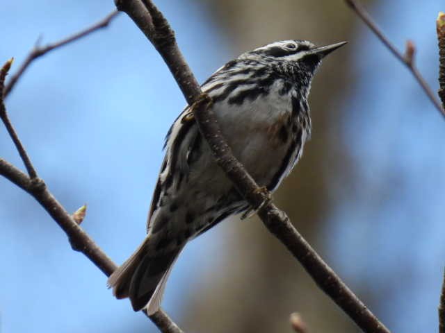 Black-and-white Warbler - ML618594640