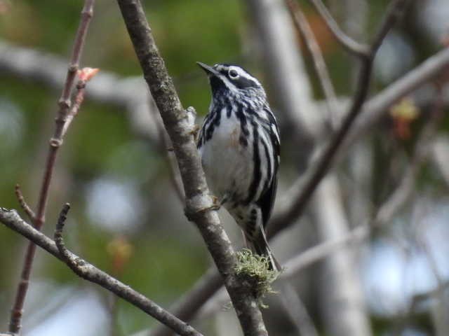 Black-and-white Warbler - ML618594641