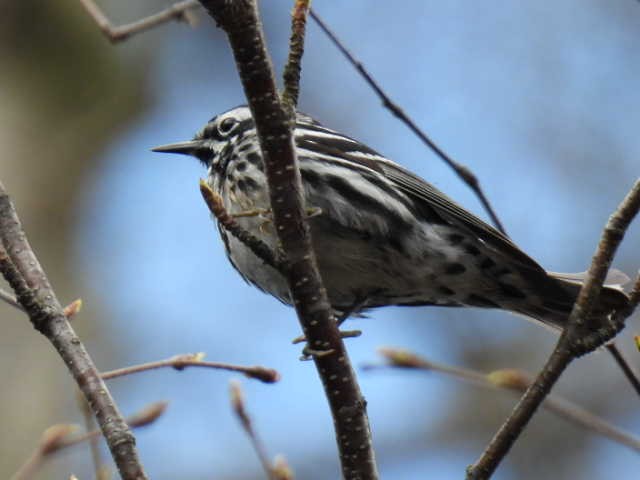 Black-and-white Warbler - ML618594642