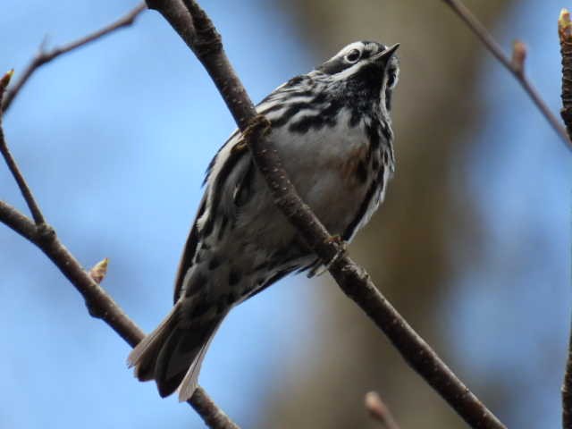 Black-and-white Warbler - ML618594643