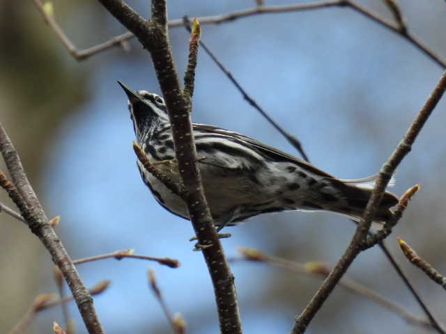 Black-and-white Warbler - ML618594644
