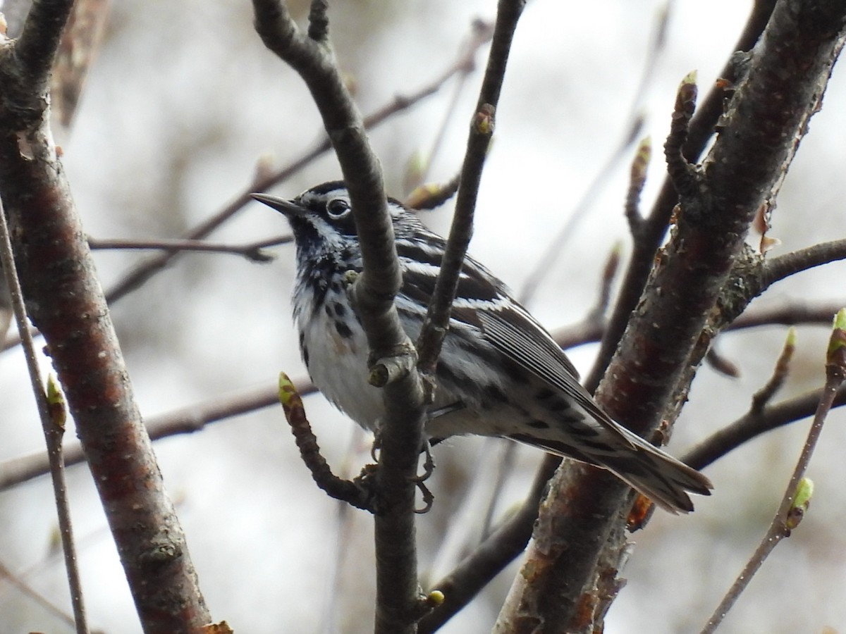 Black-and-white Warbler - ML618594645