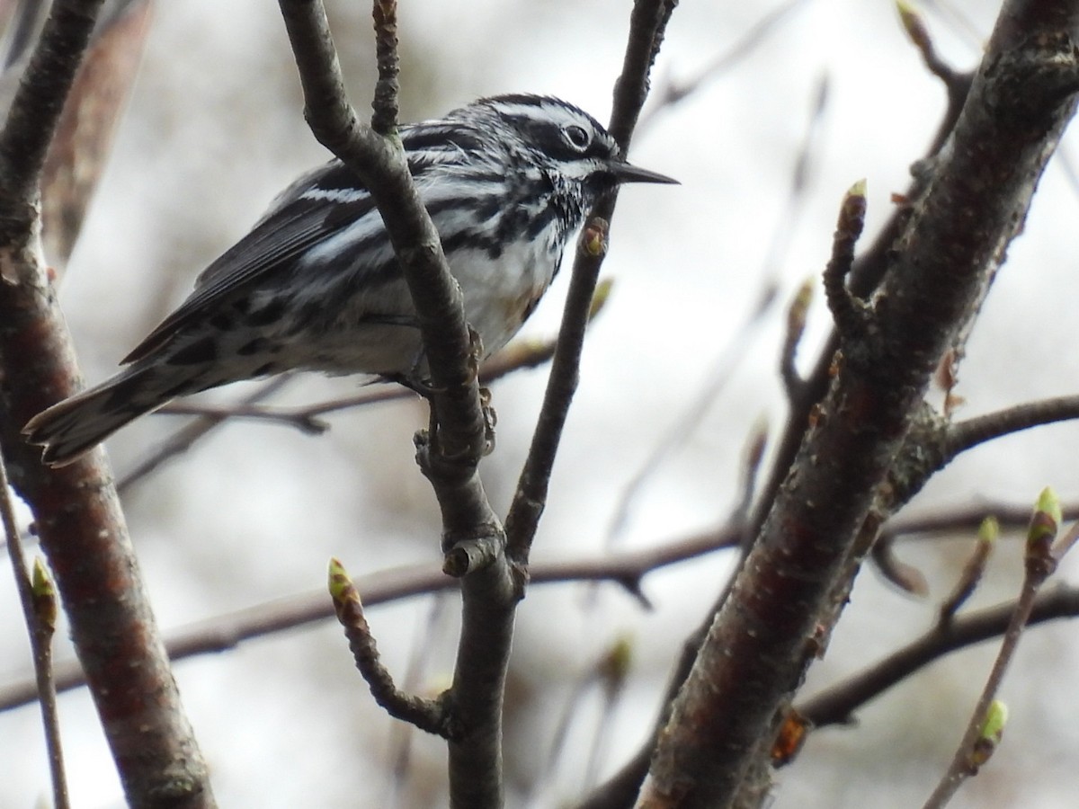 Black-and-white Warbler - ML618594646