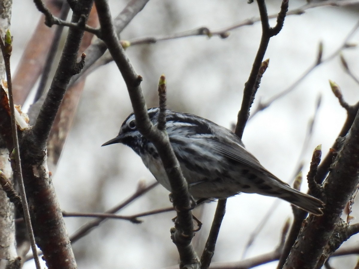 Black-and-white Warbler - ML618594647