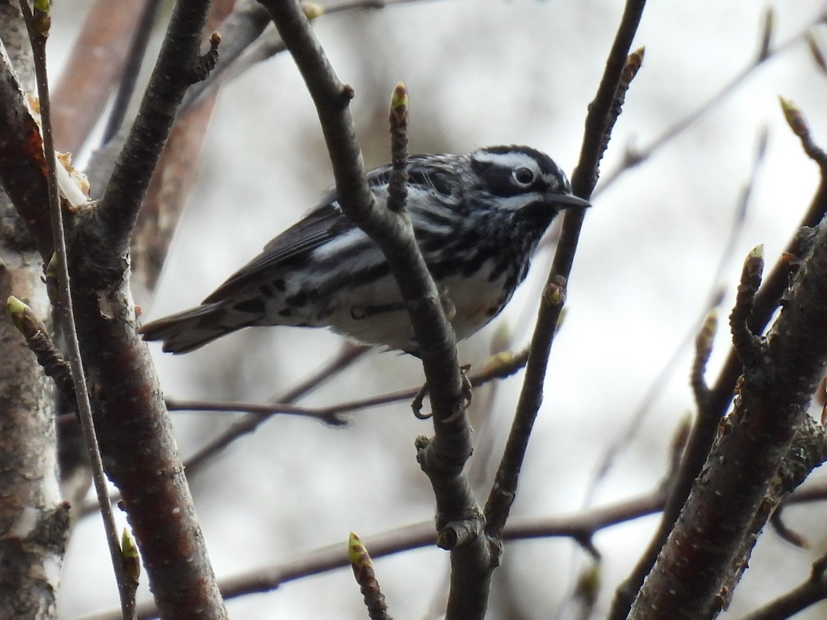 Black-and-white Warbler - ML618594648