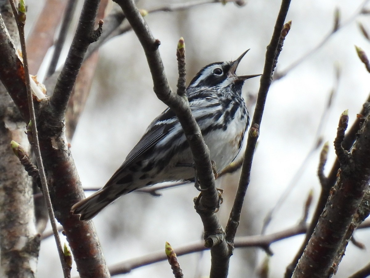 Black-and-white Warbler - ML618594649