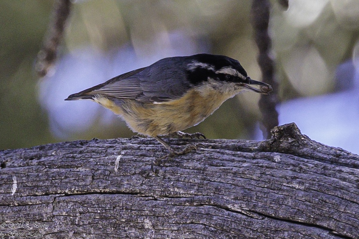 Red-breasted Nuthatch - ML618594662