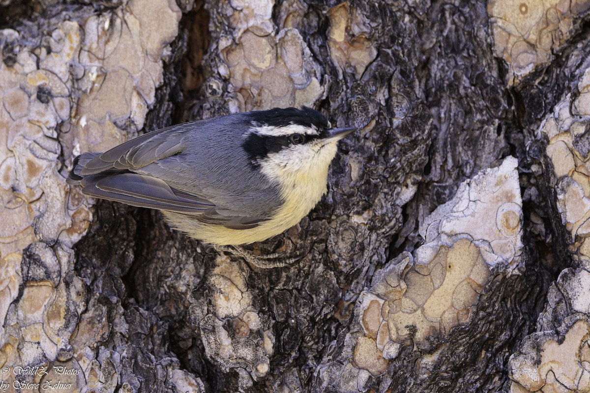 Red-breasted Nuthatch - ML618594663