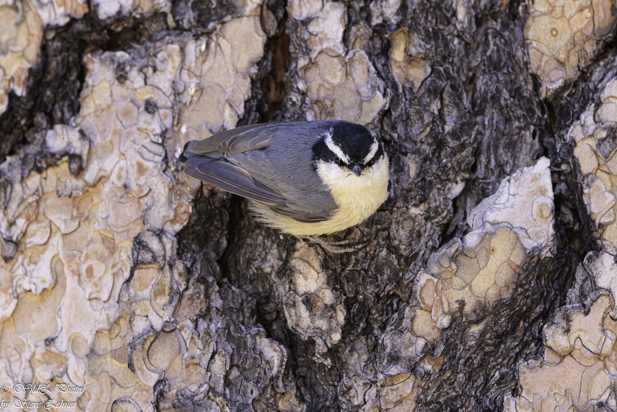 Red-breasted Nuthatch - ML618594664