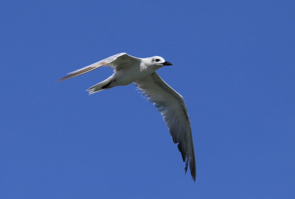 Gull-billed Tern - Andrew Cauldwell