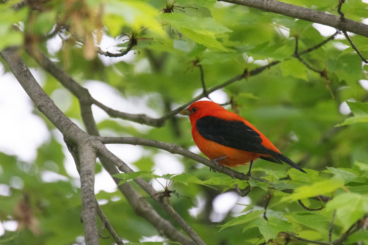 Scarlet Tanager - ML618594717