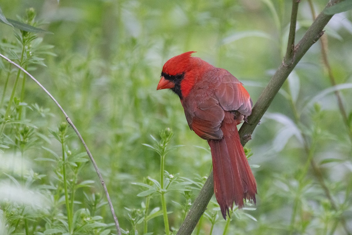 Cardinal rouge - ML618594727