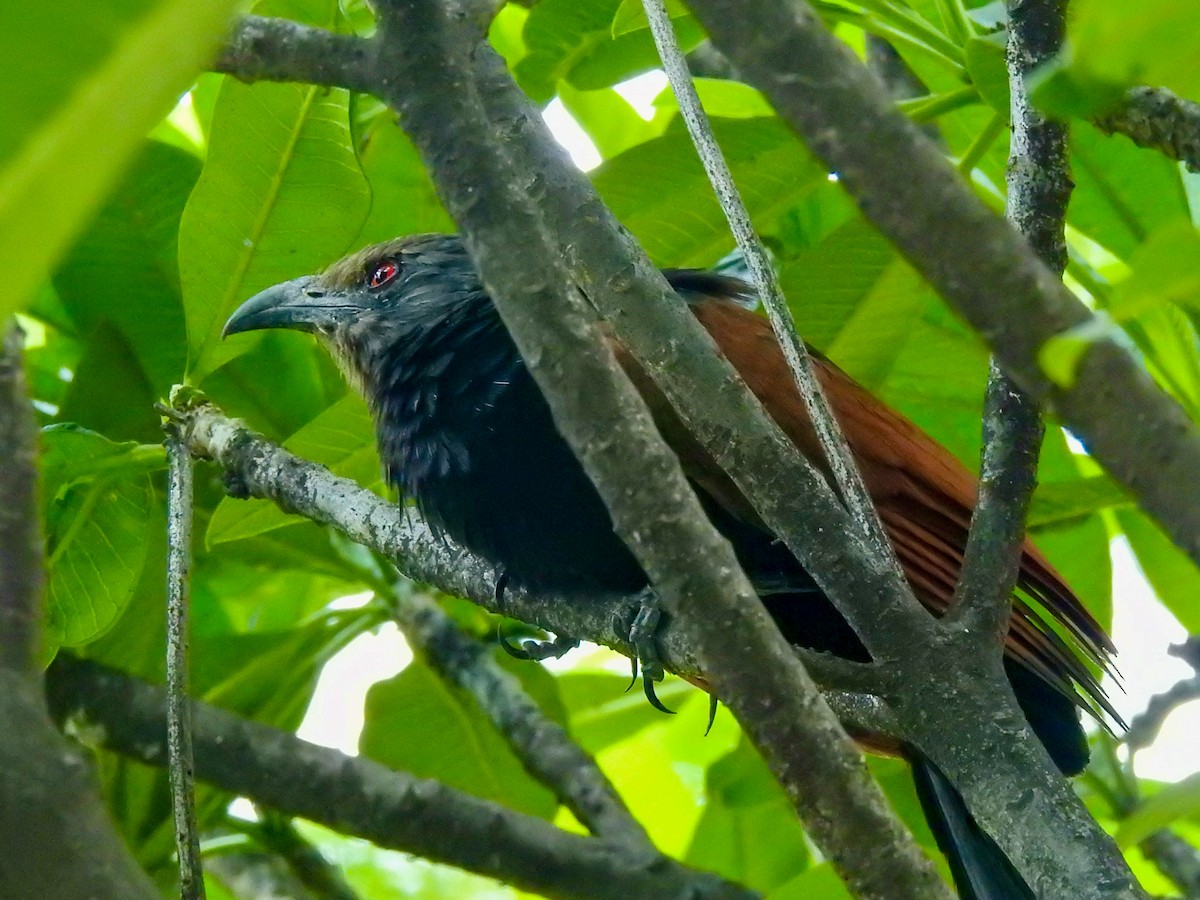 Greater Coucal - ML618594750