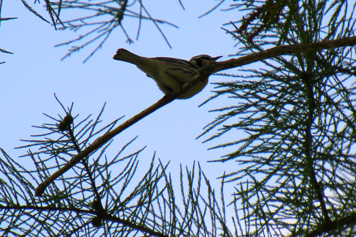 Yellow-throated Warbler - ML618594759