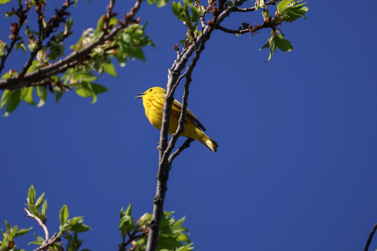 Yellow Warbler - ML618594764