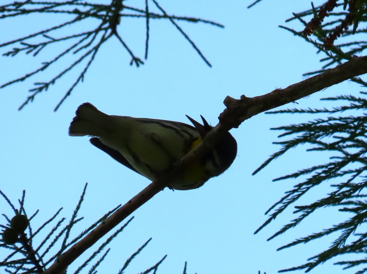 Yellow-throated Warbler - ML618594783