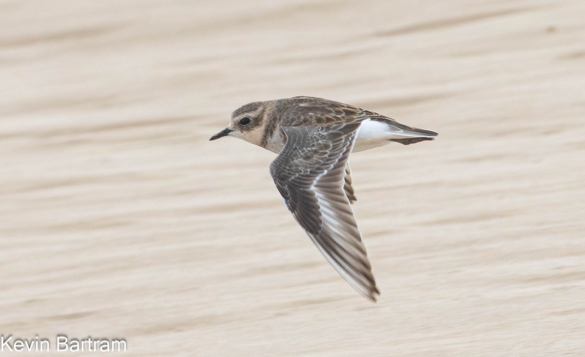 Double-banded Plover - ML618594838
