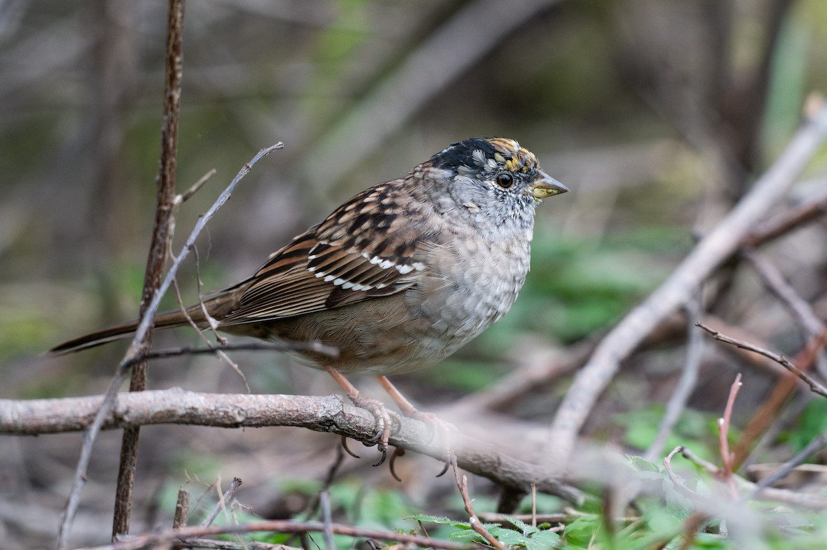 Golden-crowned Sparrow - ML618594854