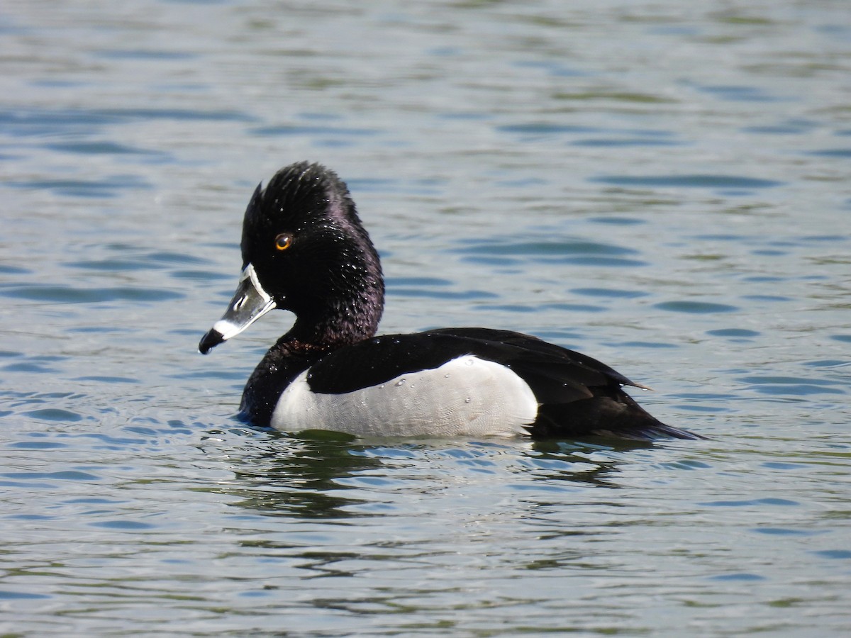 Ring-necked Duck - ML618594863