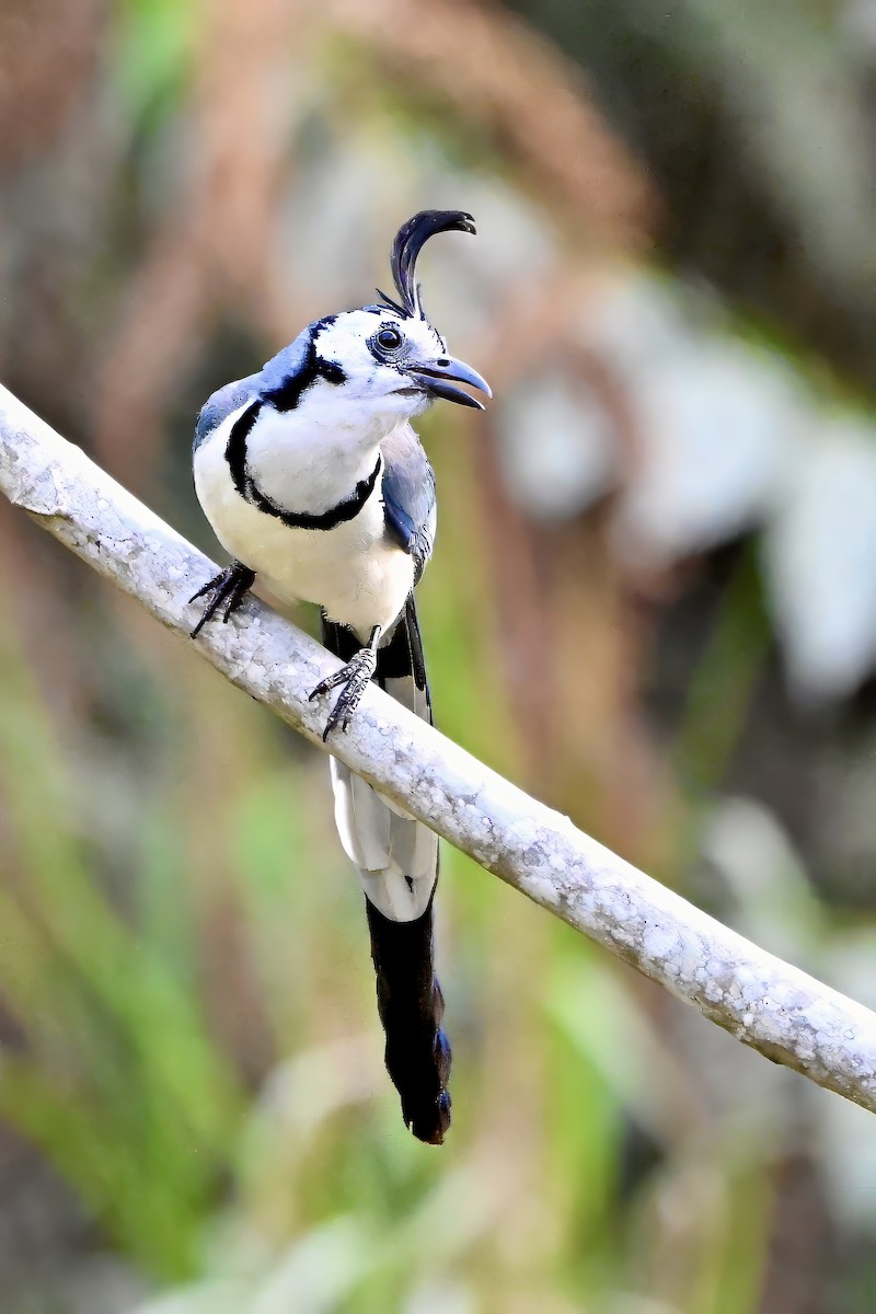 White-throated Magpie-Jay - ML618594885