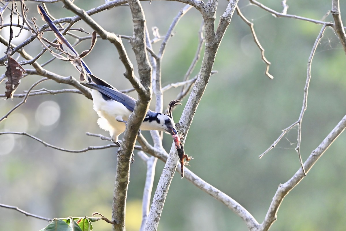 White-throated Magpie-Jay - ML618594890