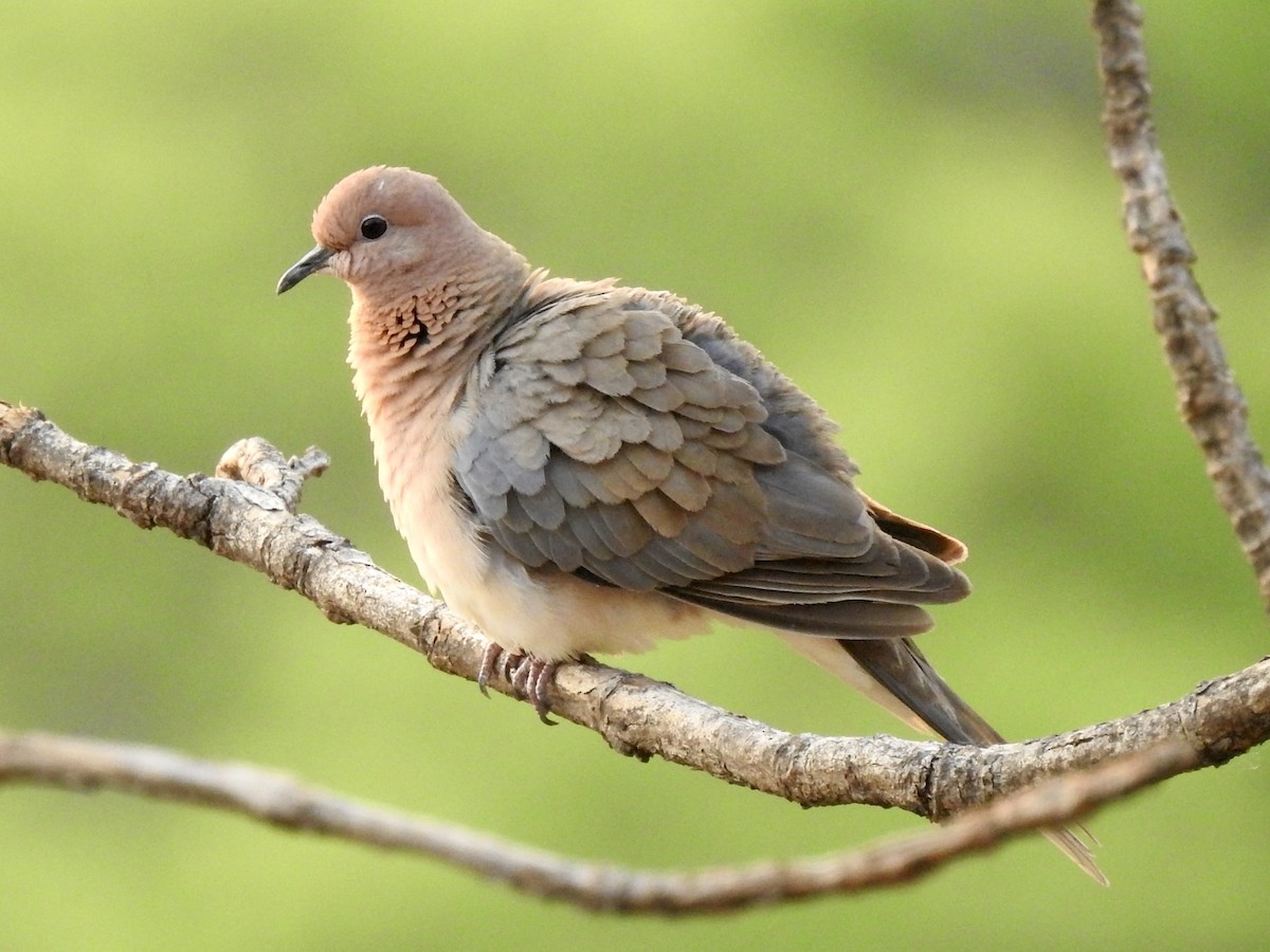 Laughing Dove - ML618594897