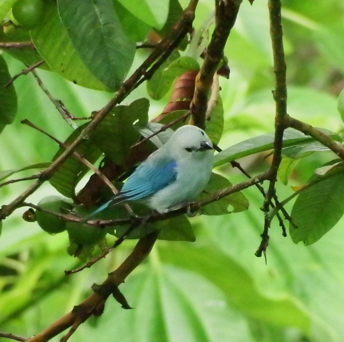 Blue-gray Tanager - ML618594908