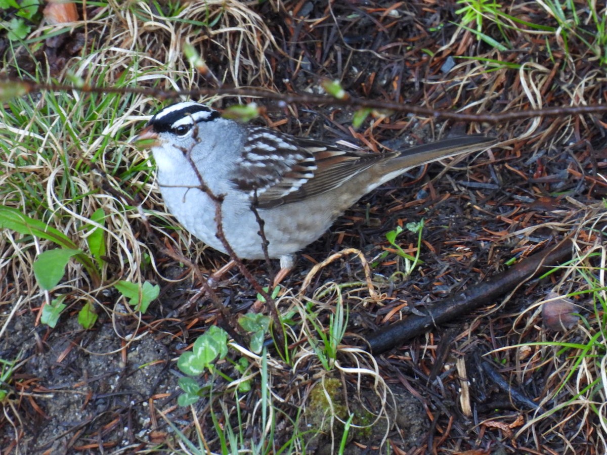 White-crowned Sparrow - Joe McGill