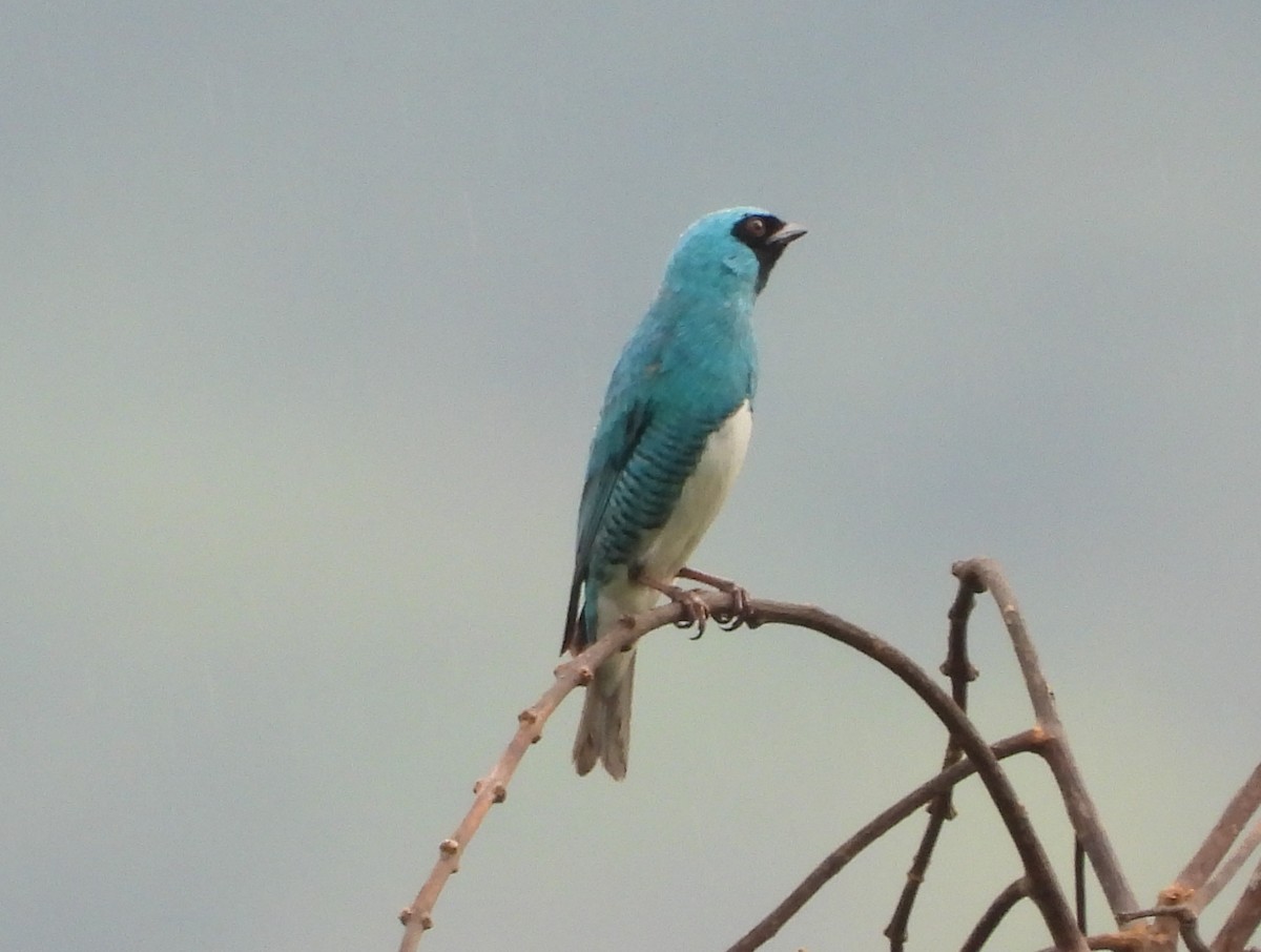 Swallow Tanager - ML618594937
