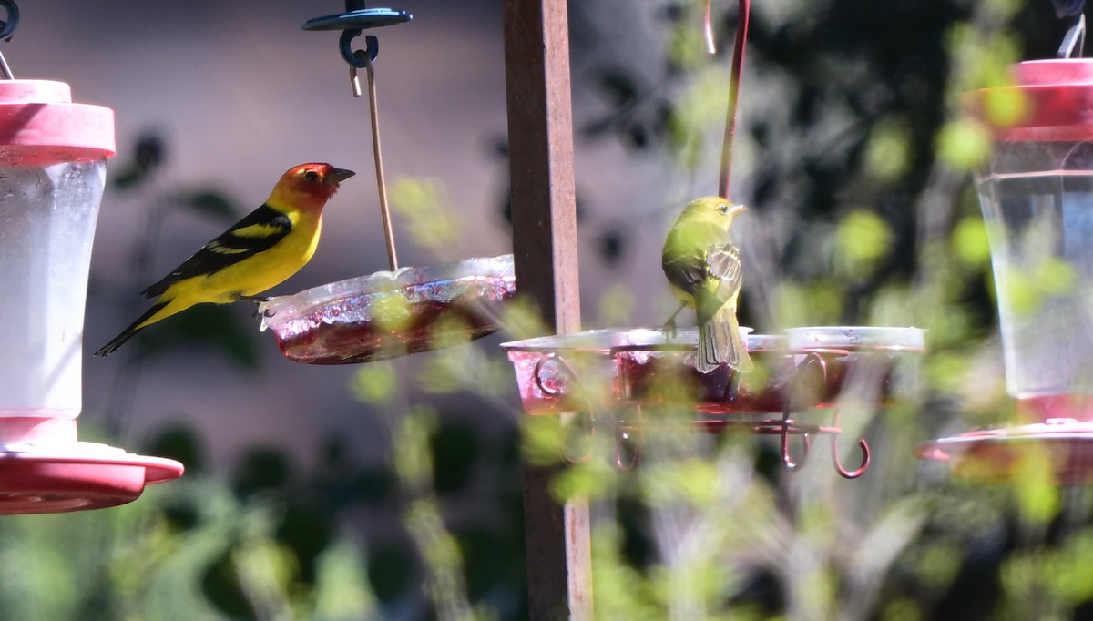 Western Tanager - ML618594960