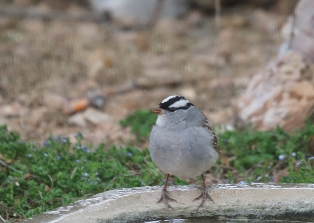 White-crowned Sparrow (Dark-lored) - ML618594996