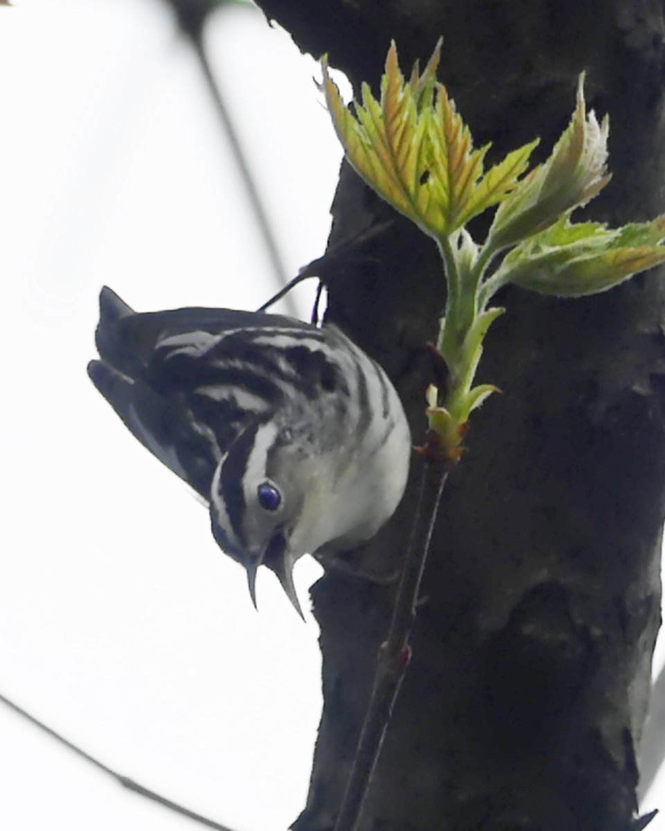 Black-and-white Warbler - ML618595016