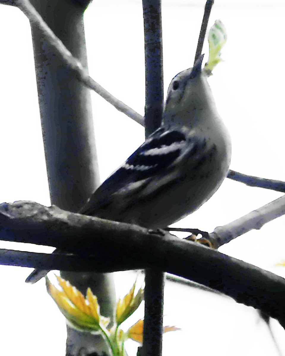 Black-and-white Warbler - Allie Kleber