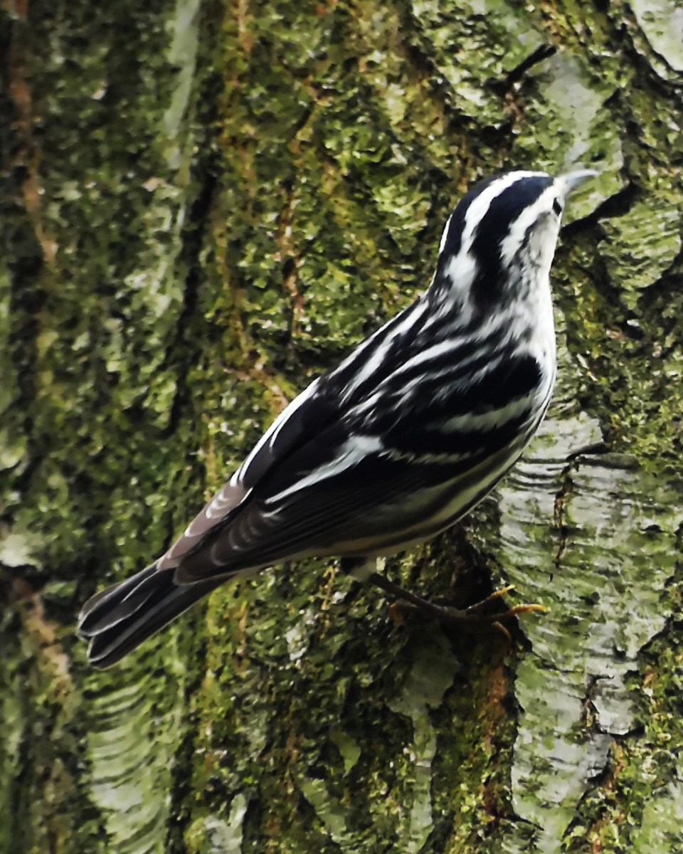 Black-and-white Warbler - ML618595018