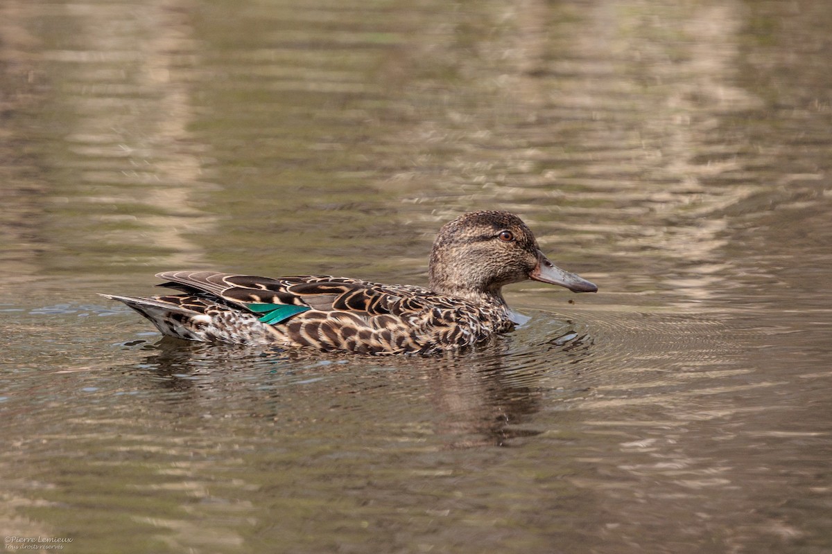 Green-winged Teal - Pierre Lemieux