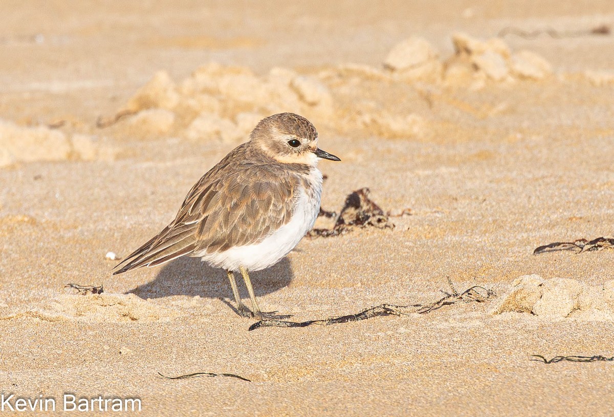 Double-banded Plover - ML618595025