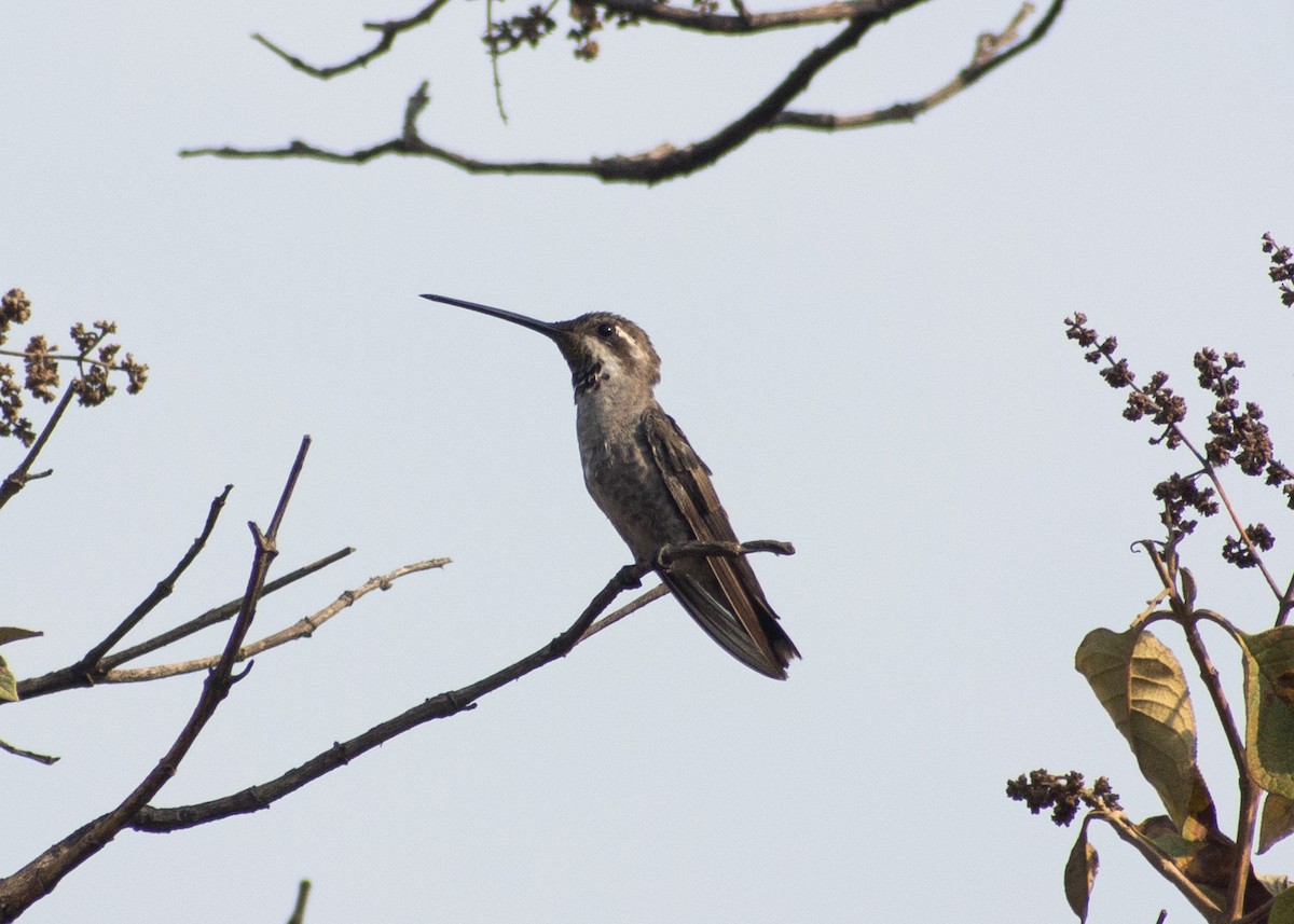 kolibřík achátový - ML618595028