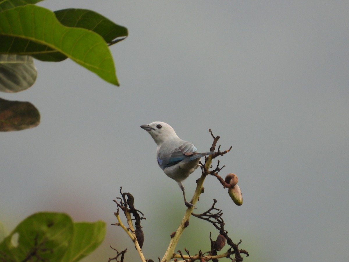 Blue-gray Tanager - ML618595063